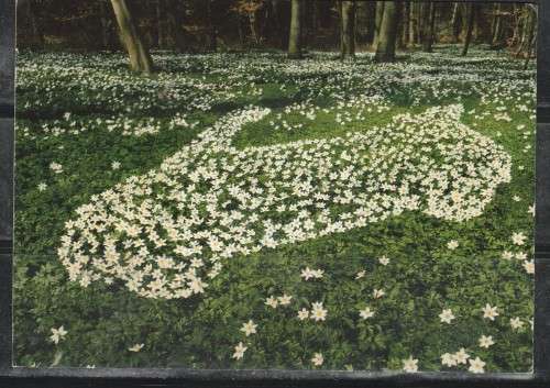 A COLOUR POST CARD SHOWING VW SPORTS CAR IN FLOWERS F.U. MOST UNUSAL LOOK SCAN X 2