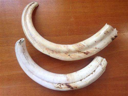 Awesome Pair of Warthog Tusks