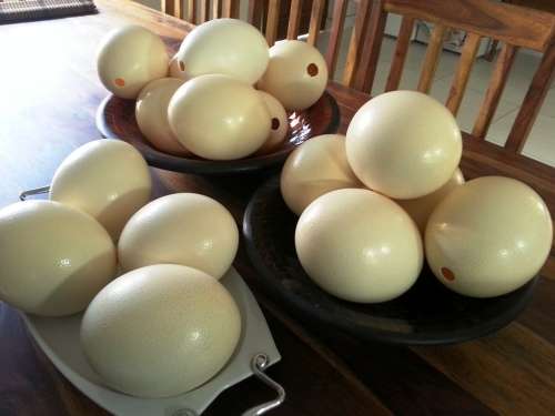 Ostrich egg shells