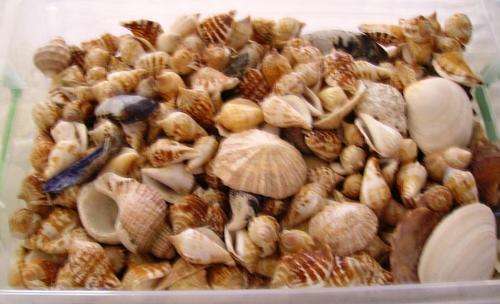 Decorative Sea Shells