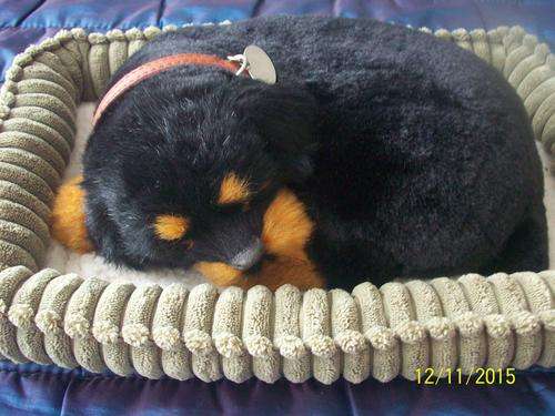Baby Rotweiller purs when you pet him