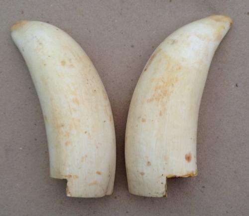 Whale teeth.....pair ready cut for mounting.....150 mm length
