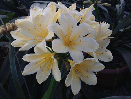 Yellow Clivias.....200 mm leaf length.....expect flower 2016.....Postage per 10 R26.00
