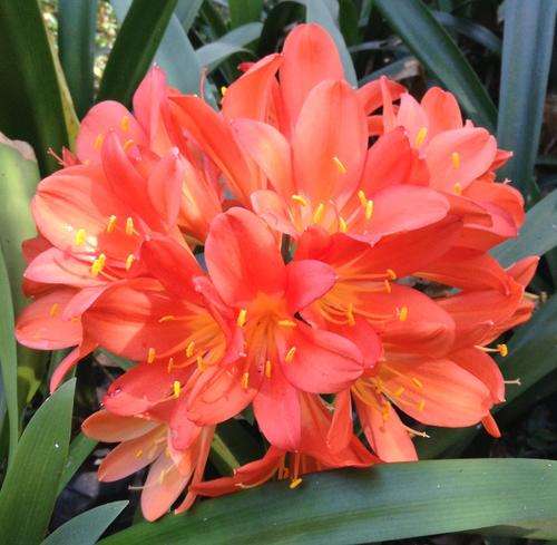 Orange Clivias....flowering size leaf length 600 mm +.....inclusive of postage