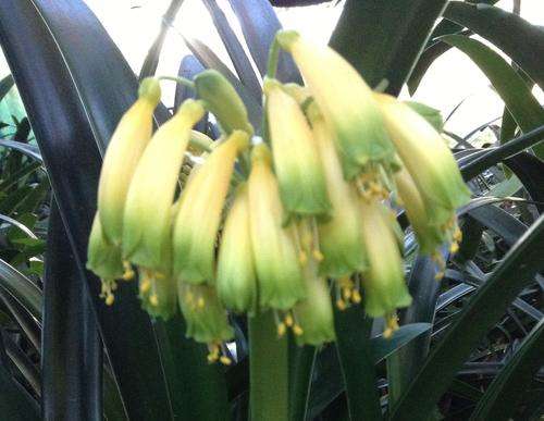 Clivia Gardenii var. "Yellow Blush" all are offsets, not from seed