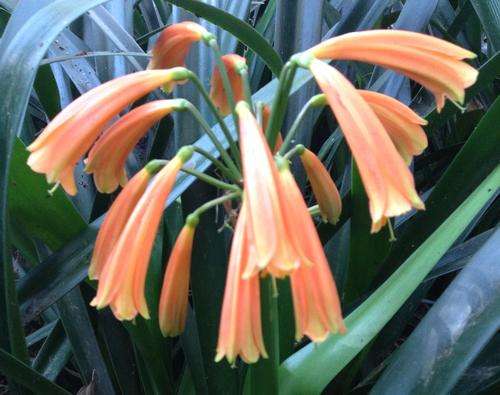 Clivia Interspecific (Gardenii x Miniata) that are flowering
