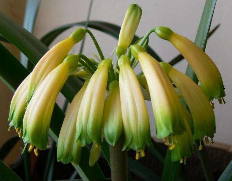 clivia gardenii var. "yellow blush"