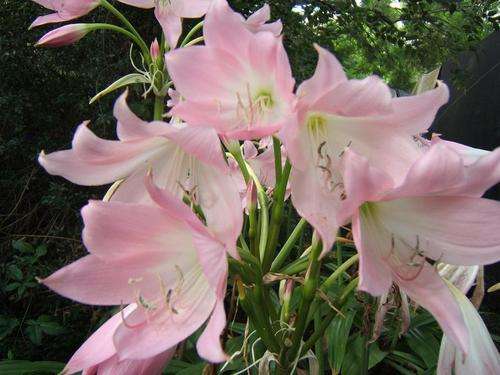 crinum mooreii