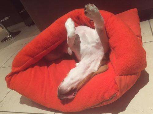 **WINTER SALE**Snug as a bug dog bed