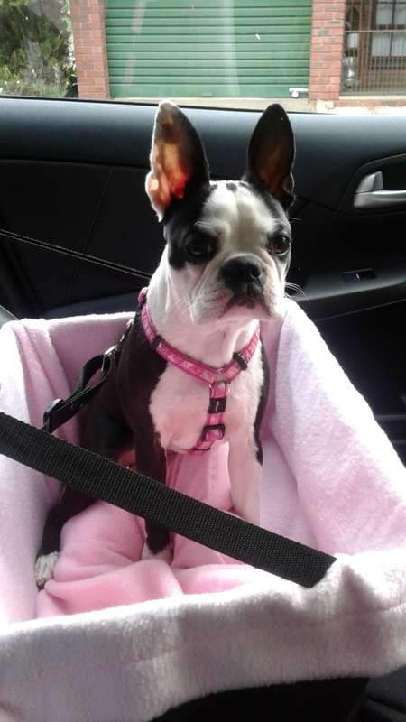 **WINTER SALE**X-large Seat bound/elevated Car Seat for your pets