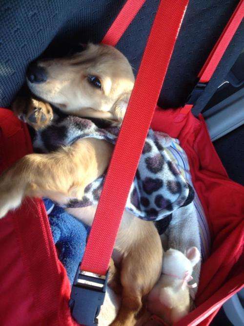 **WINTER SALE**X-large Seat bound/elevated Car Seat for your pets