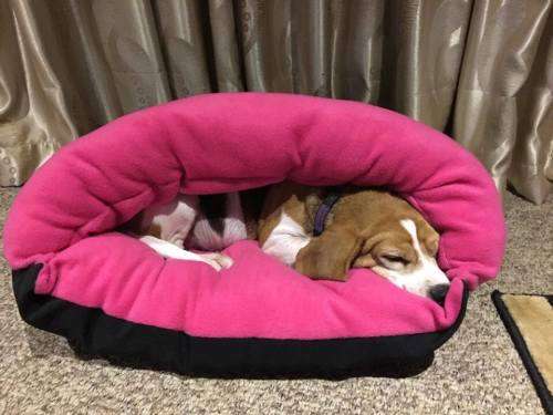**WINTER SALE**Snug as a bug dog bed