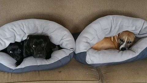 **WINTER SALE**Snug as a bug dog bed