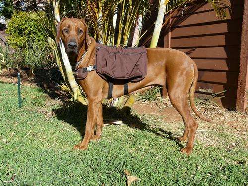 Dog backpacks