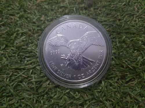 Canada Falcon