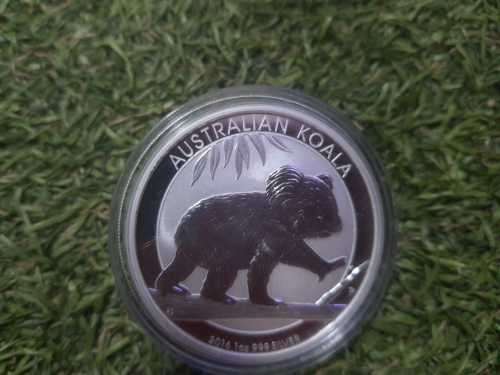 Australian koala