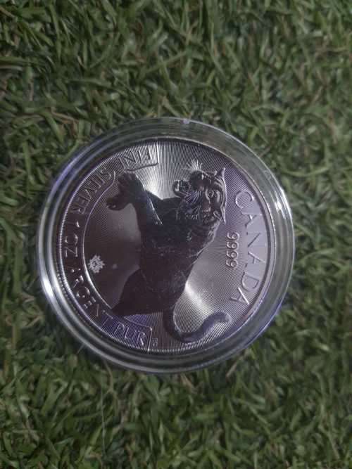 Canadian tiger