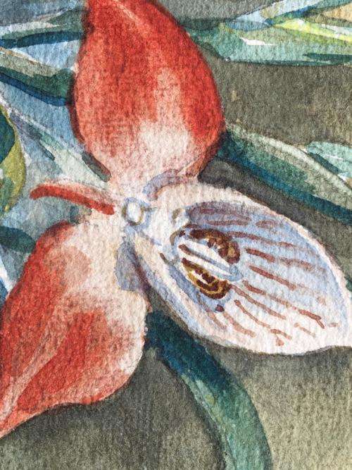 LISTED ARTIST - ORIGINAL OLIVE BEAUMONT CREWE -  RED DISAS IN VASE WATERCOLOUR
