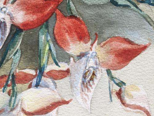 LISTED ARTIST - ORIGINAL OLIVE BEAUMONT CREWE -  RED DISAS IN VASE WATERCOLOUR