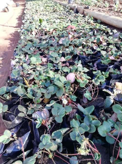 Strawberry plants