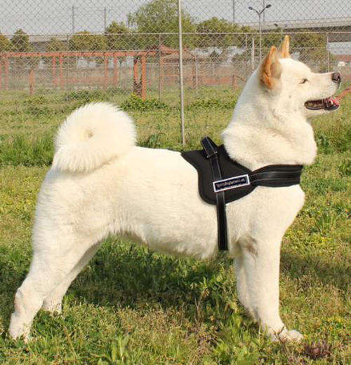 SportsDog Comfort Padded Sport Dog Harness