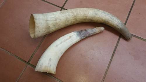 2 Pack Nguni Cow Horns (In Stock)