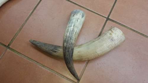 2 Pack Nguni Cow Horns (In Stock)