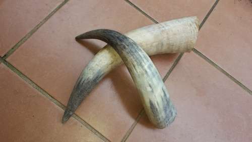 2 Pack Nguni Cow Horns (In Stock)