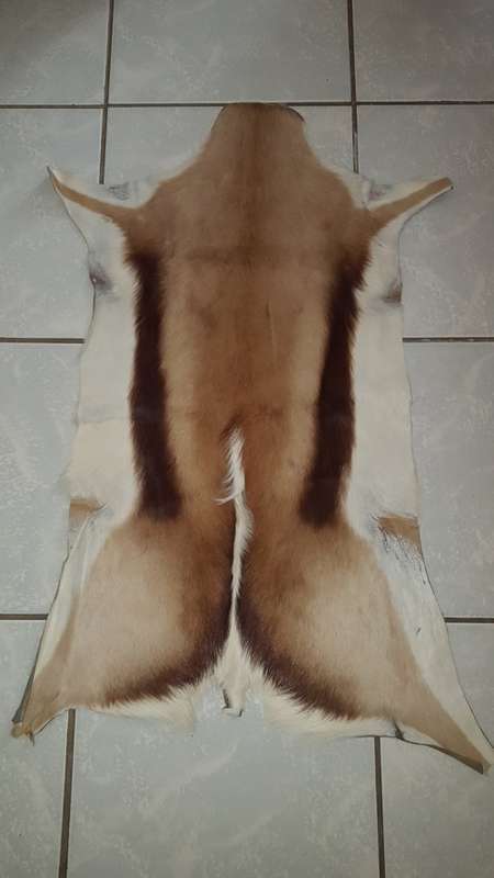 Tanned Springbok Hide - Great For Decor Rugs (In Stock)