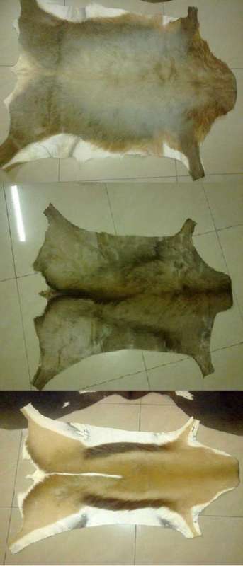 Springbok , Black Springbok and Blesbok hides (1 bid for all 3) FREE POSTAGE + GIFT