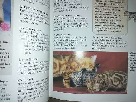 Bengal Cat by Dennis Kelsey-Wood.  Completely Illustrated with Colour Photographs.