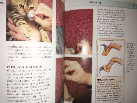 Bengal Cat by Dennis Kelsey-Wood.  Completely Illustrated with Colour Photographs.