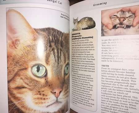 Bengal Cat by Dennis Kelsey-Wood.  Completely Illustrated with Colour Photographs.