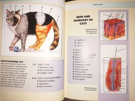 Bengal Cat by Dennis Kelsey-Wood.  Completely Illustrated with Colour Photographs.