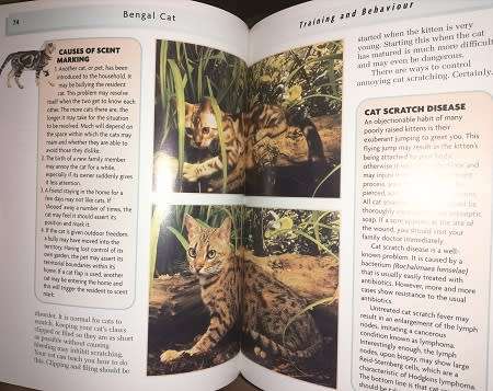 Bengal Cat by Dennis Kelsey-Wood.  Completely Illustrated with Colour Photographs.