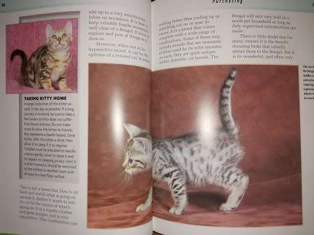 Bengal Cat by Dennis Kelsey-Wood.  Completely Illustrated with Colour Photographs.