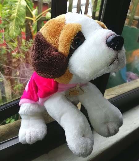 Wet nose Bibi the puppy with winter jacket!  Plush & Company soft toy!  Beautiful!
