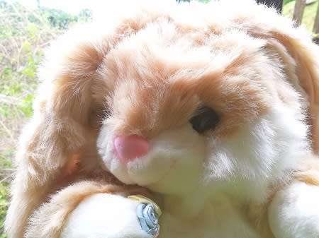 Rosie the Softest, Cutest Bunny Ever!  Large Plush Toy!