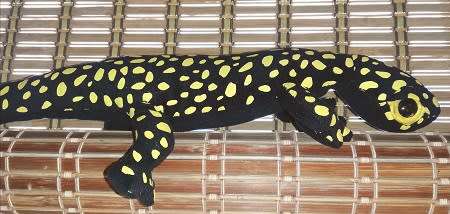 Nature Planet.  Bongoland S Gecko Ocellated Velvet.  Black and Yellow.  60cm.