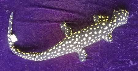 Nature Planet.  Bongoland S Gecko Ocellated Velvet.  Black and Yellow.  60cm.