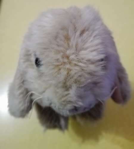 Anna Club Plush Standing Cream Bunny Soft Toy - 18cm.