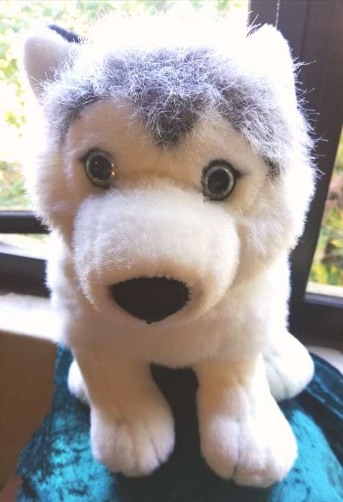 Sasha the Husky.  Beautiful!  Large, Leosco Collection. Plush Toy 35cm!