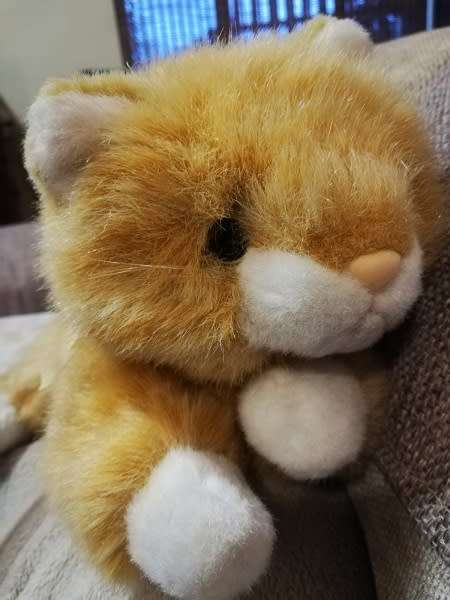 Floppy Biscuit the beautiful, super soft plush cat!