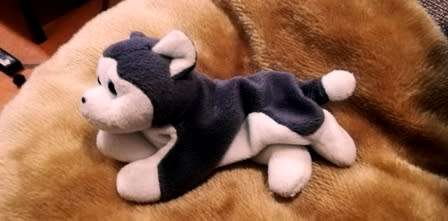 TY Beanie Babies Collection. Nanook the Husky.