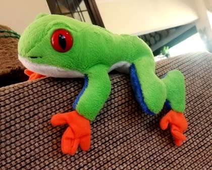 Life Like Red-Eyed Tree Frog. 18cm.