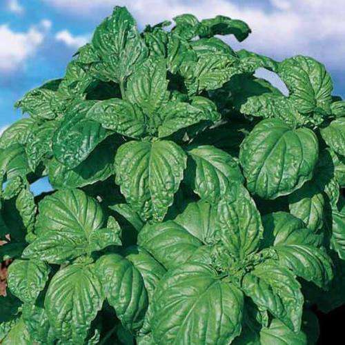 Basil Fogli Di Gioggi Organic - (2.5ml Seeds)