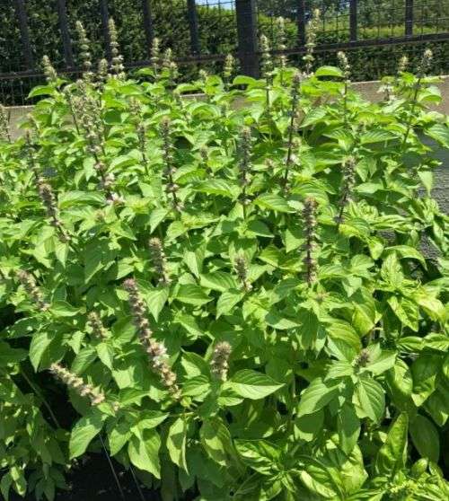 Basil Lemon Organic - 50 Seeds (2 for the Price of 1)