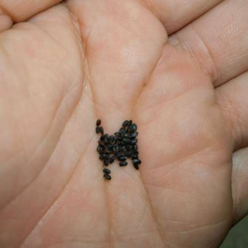 Basil Lemon Organic - 50 Seeds (2 for the Price of 1)