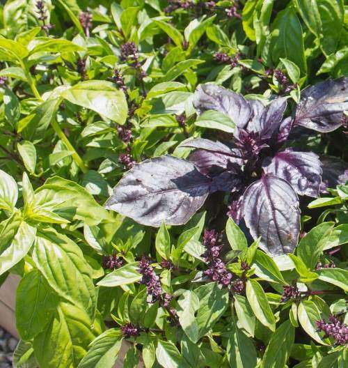 Basil Mixed Organic - 50 Seeds