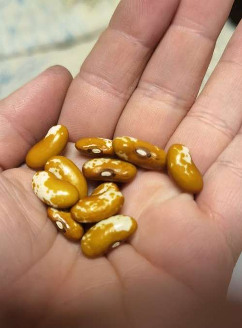 Bean Appaloosa Bush Organic - 10 Seeds